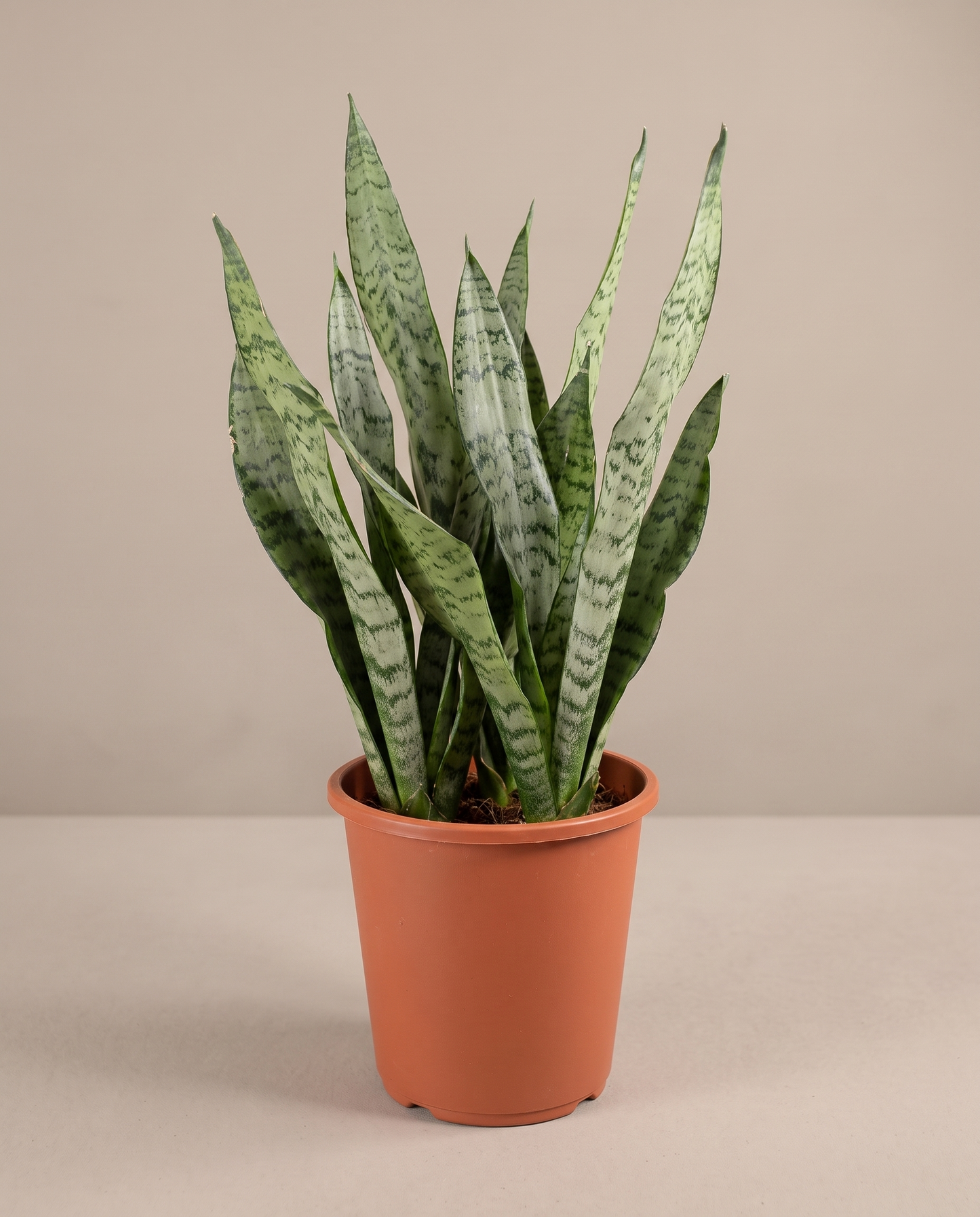 Snake plant in a grow pot, front studio, Medium