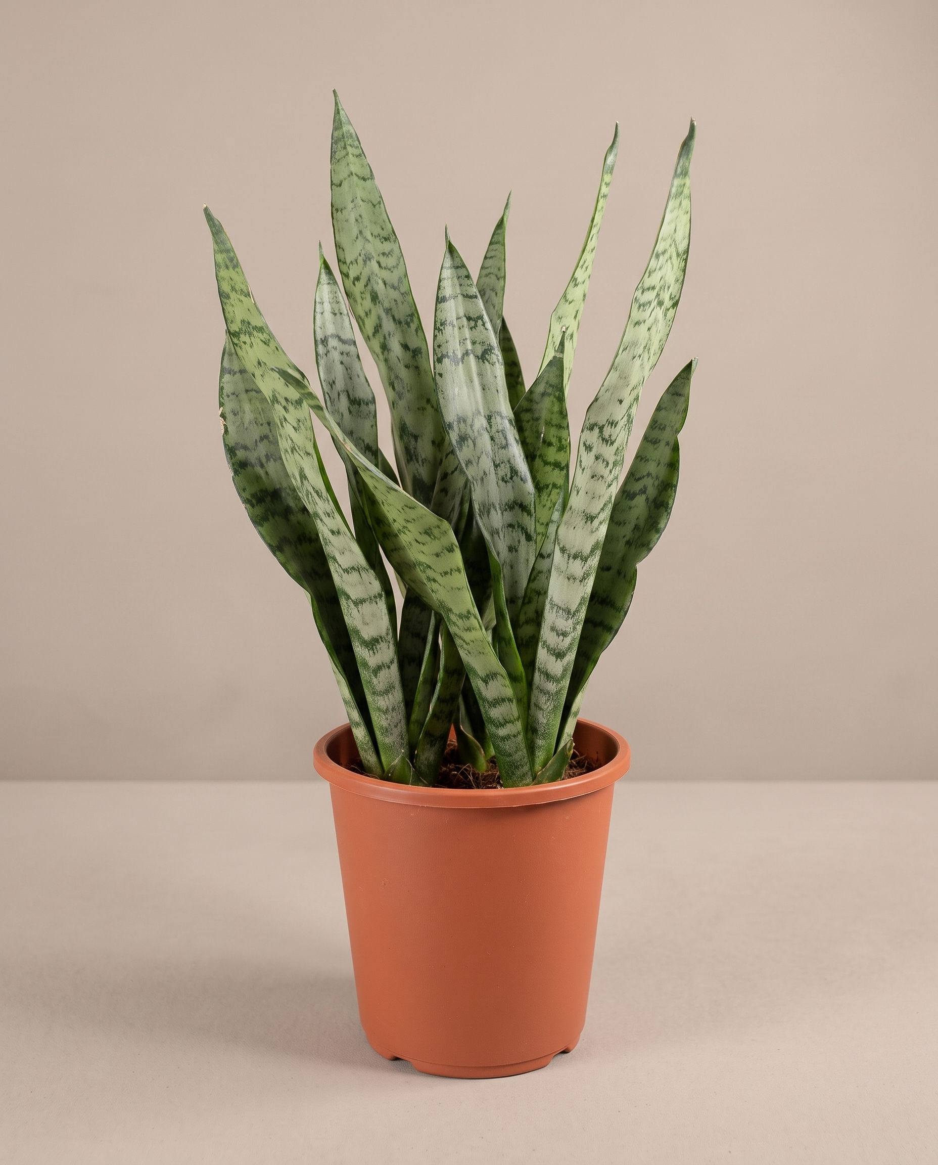 Snake plant in a grow pot, front studio, Medium