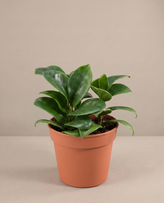 ZZ Zenzi in a grow pot, front studio