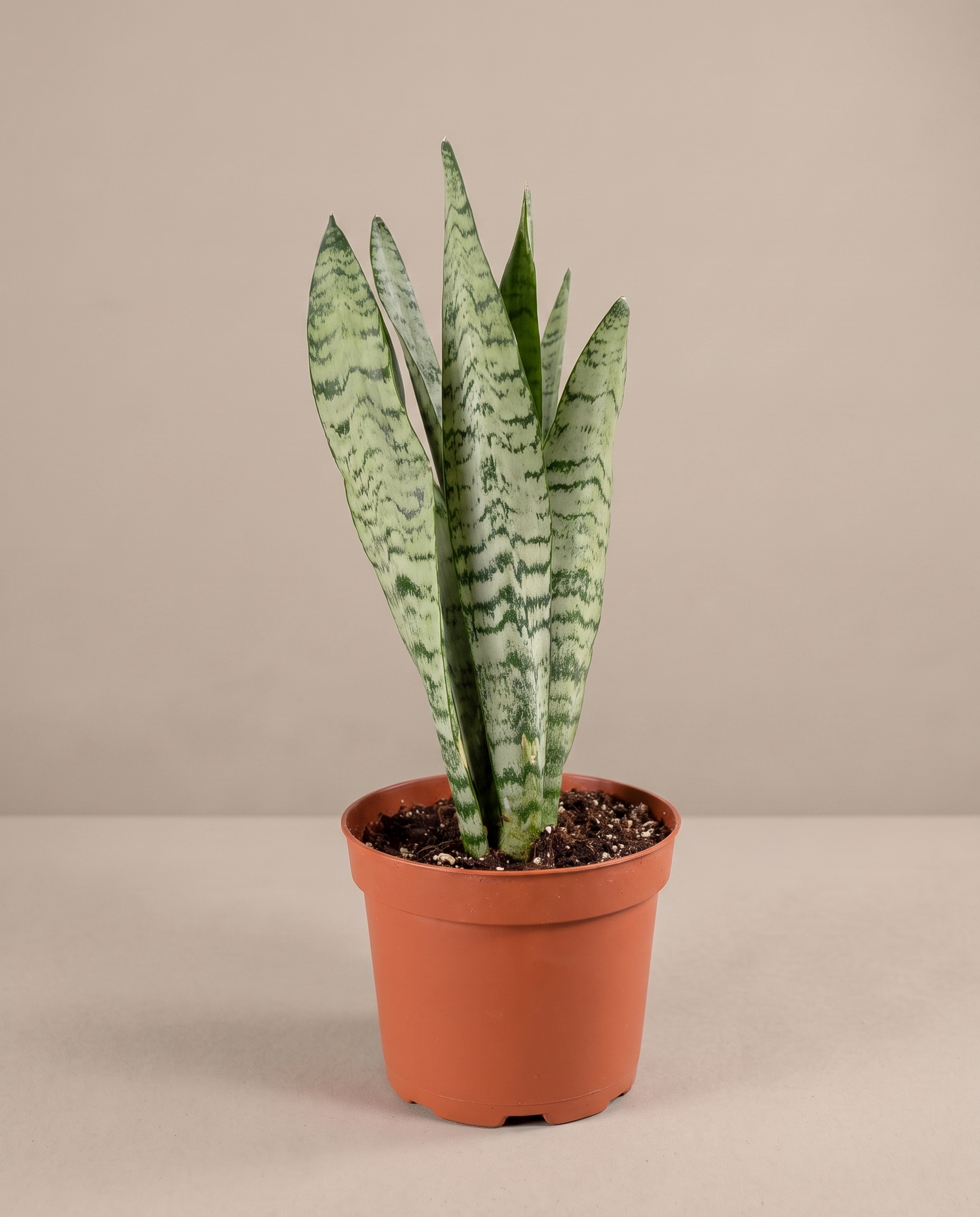 Snake plant in a grow pot, front studio, Small