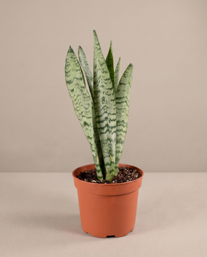 Snake plant in a grow pot, front studio, Small