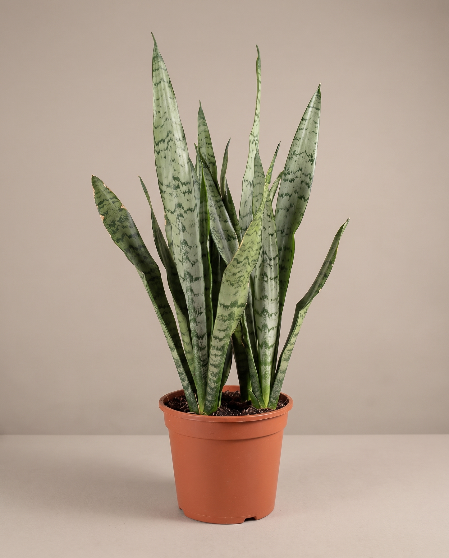 Snake plant in a grow pot, front studio, Large