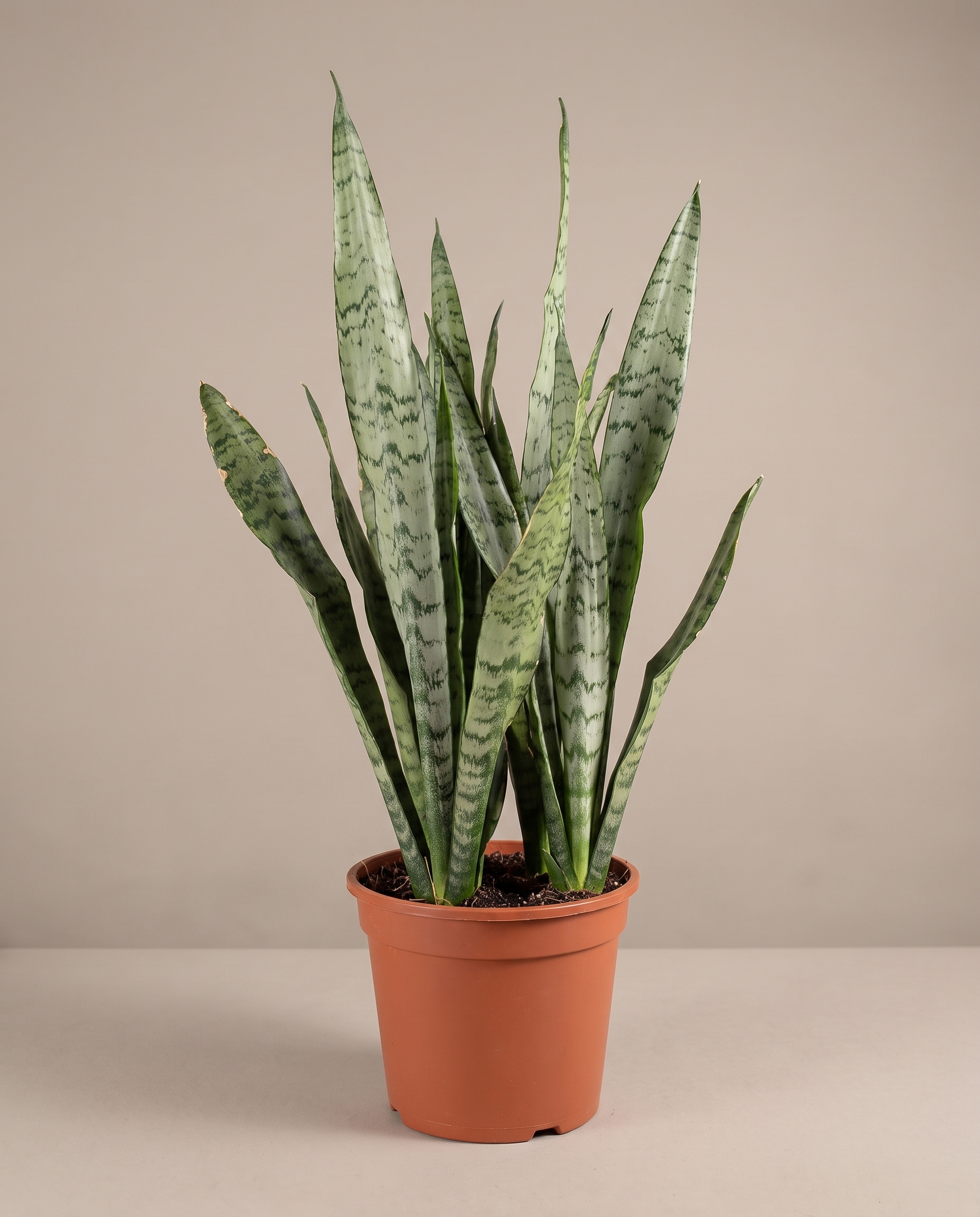 Snake plant in a grow pot, front studio, Large