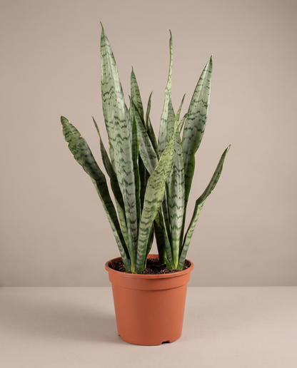 Snake plant in a grow pot, front studio, Large