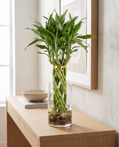 Lucky bamboo elegant twist in a vase, vase not included