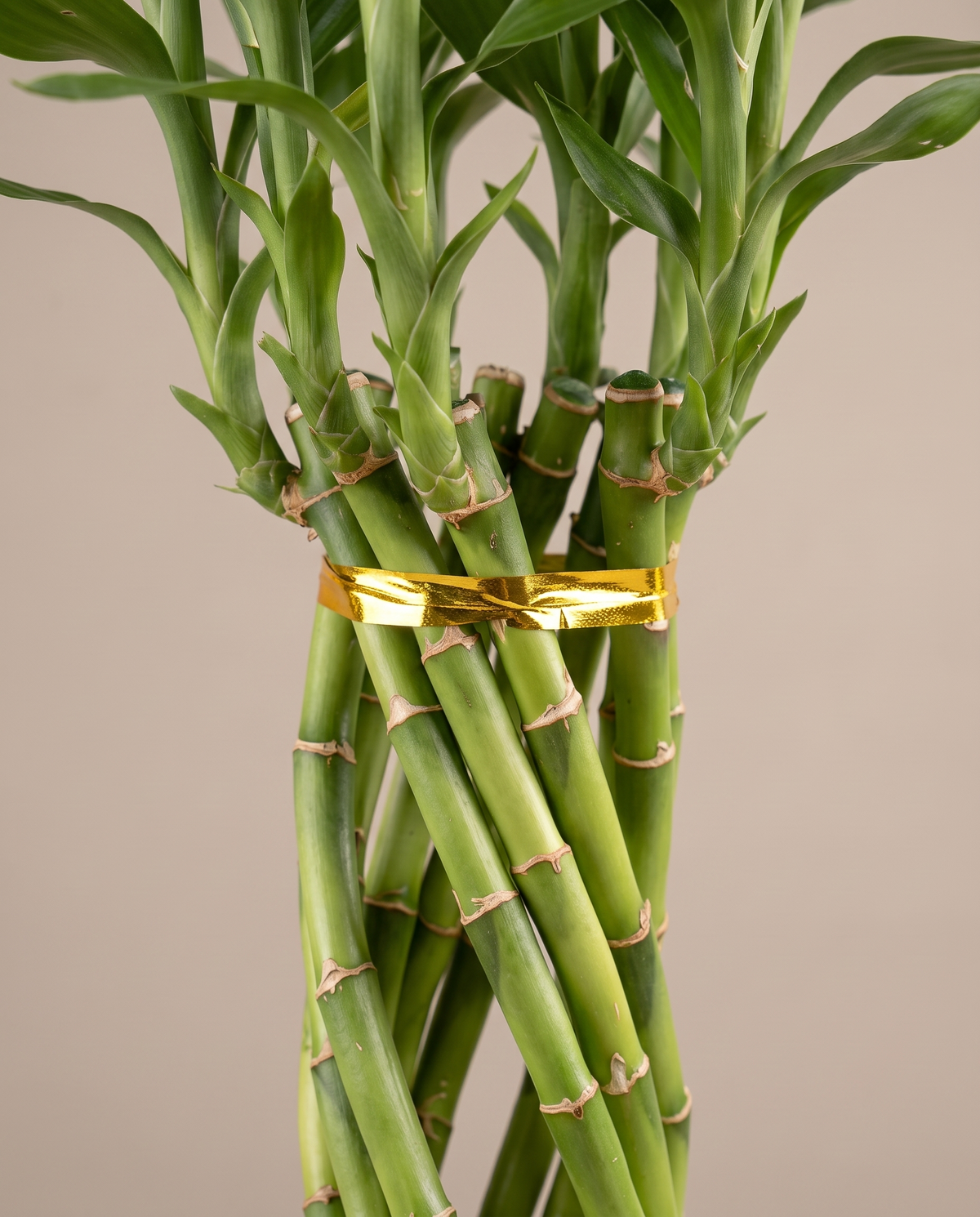 Lucky bamboo elegant twist, close-up