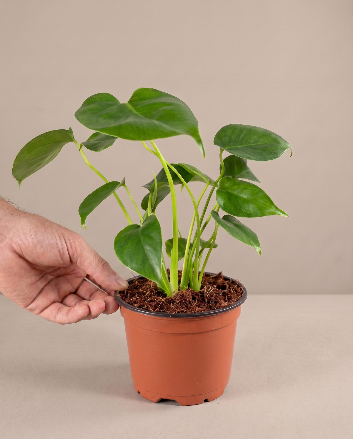 Monstera in a grow pot, hand for scale, Small