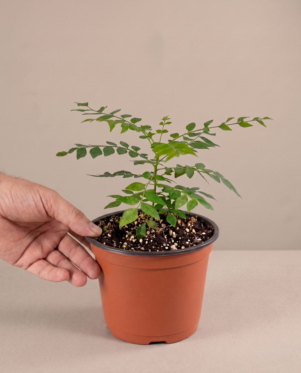 Curry leaf in a grow pot, hand for scale, Small