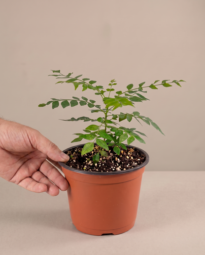 Curry leaf in a grow pot, hand for scale, Small