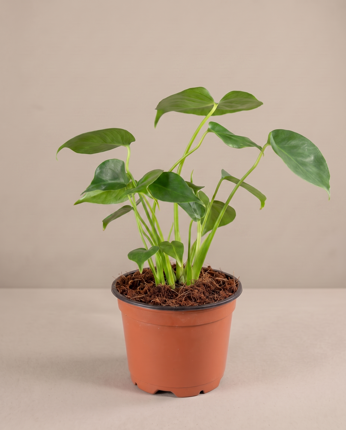 Monstera in a grow pot, three-quarter, Small