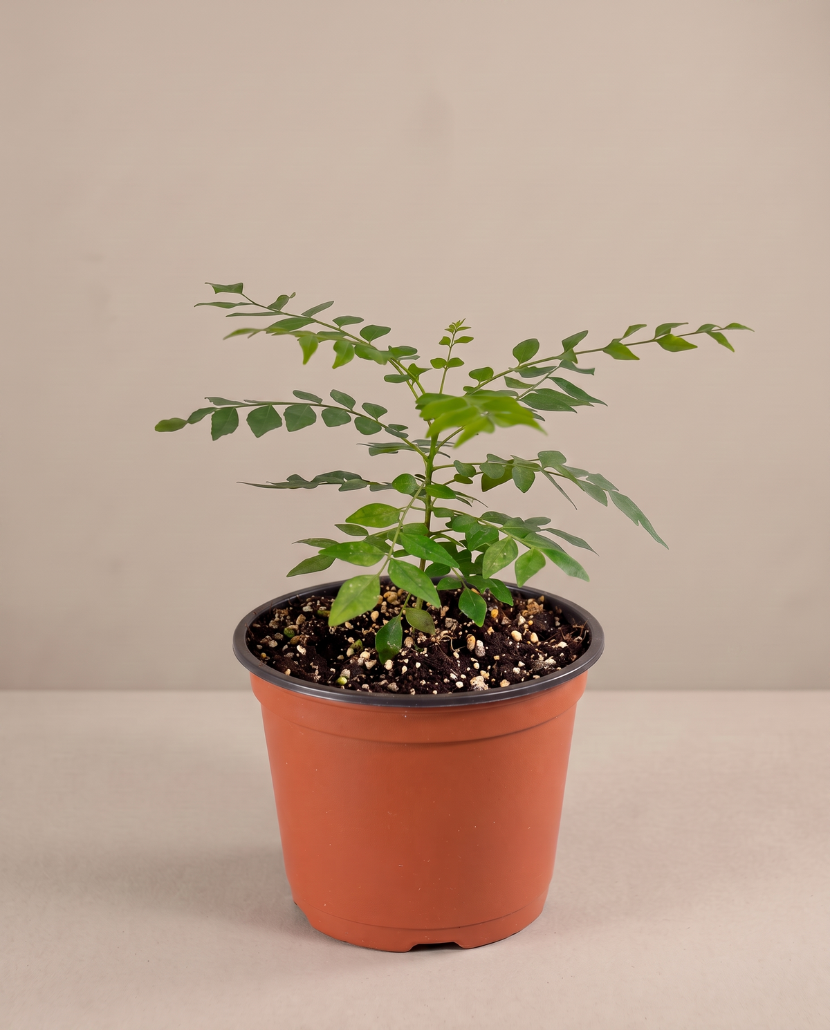 Curry leaf in a grow pot, three-quarter, Small