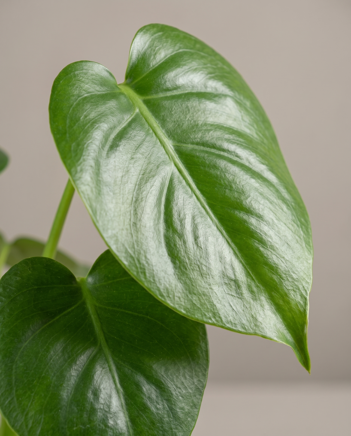 Monstera leaf, close-up