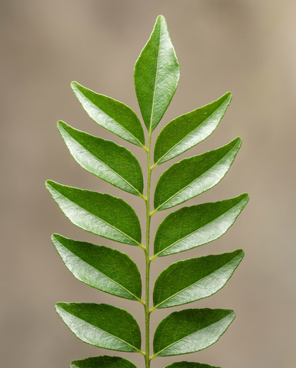 Curry leaves, close-up