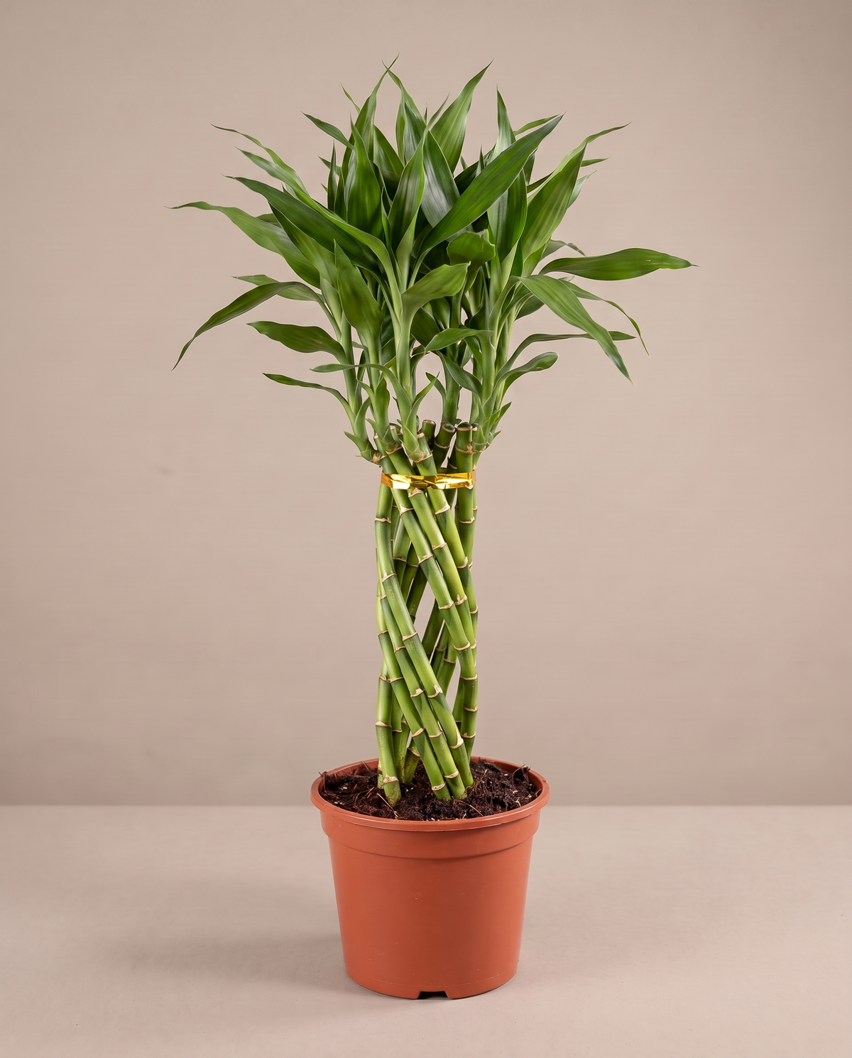 Lucky bamboo elegant twist in a grow pot, three-quarter, Large