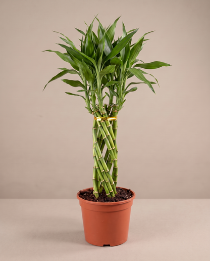 Lucky bamboo elegant twist in a grow pot, three-quarter, Large