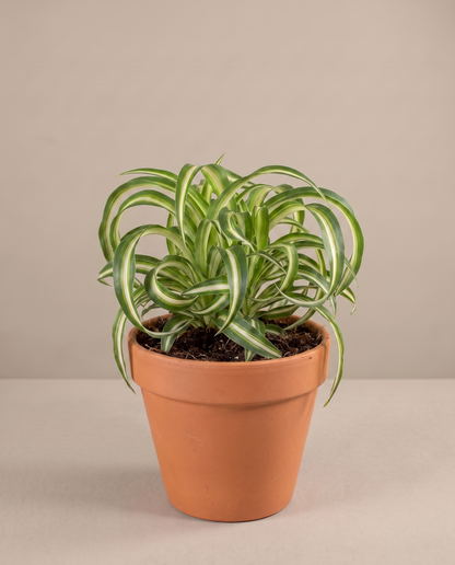 Spider plant in a grow pot, three-quarter, Medium