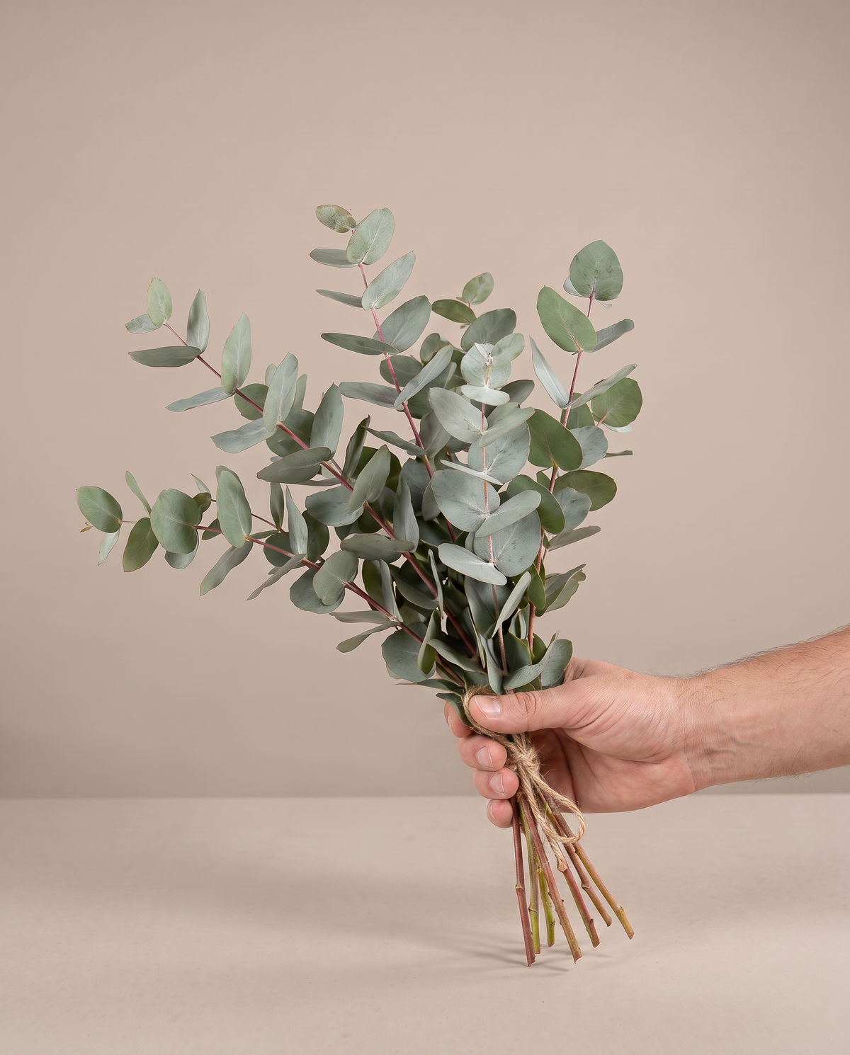 Fresh eucalyptus bouquet, hand for scale
