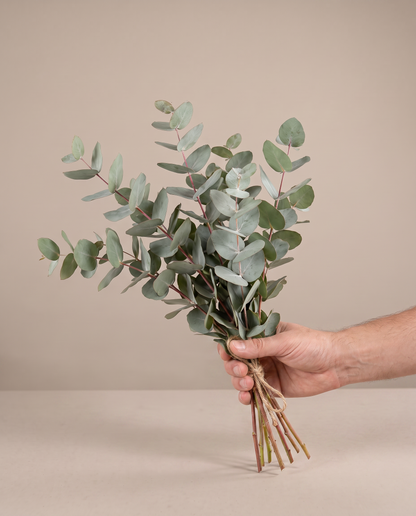 Fresh eucalyptus bouquet, hand for scale