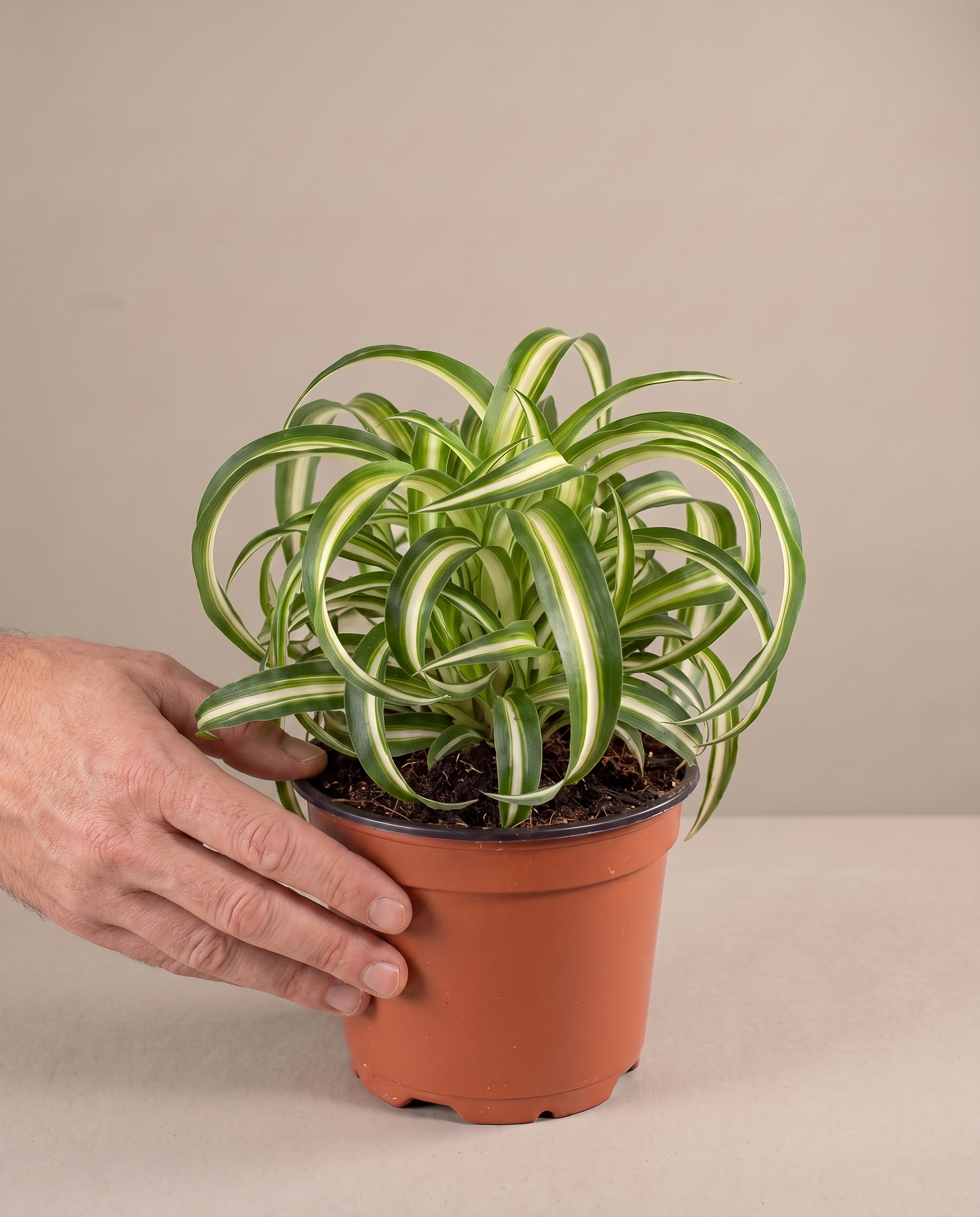 Spider plant in a grow pot, hand for scale, Medium