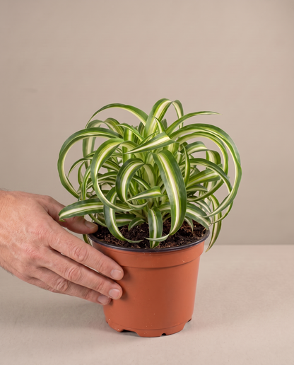Spider plant in a grow pot, hand for scale, Medium