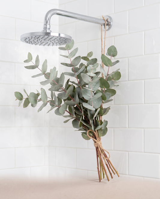 Fresh eucalyptus bouquet hanging in a shower