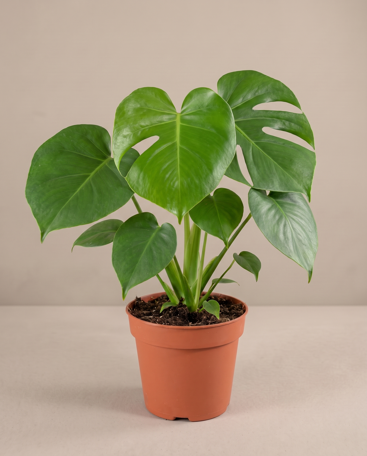 Monstera in a grow pot, front studio, Medium