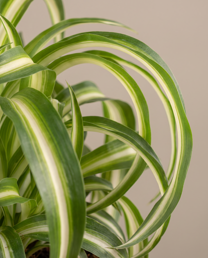 Spider plant leaves, close-up
