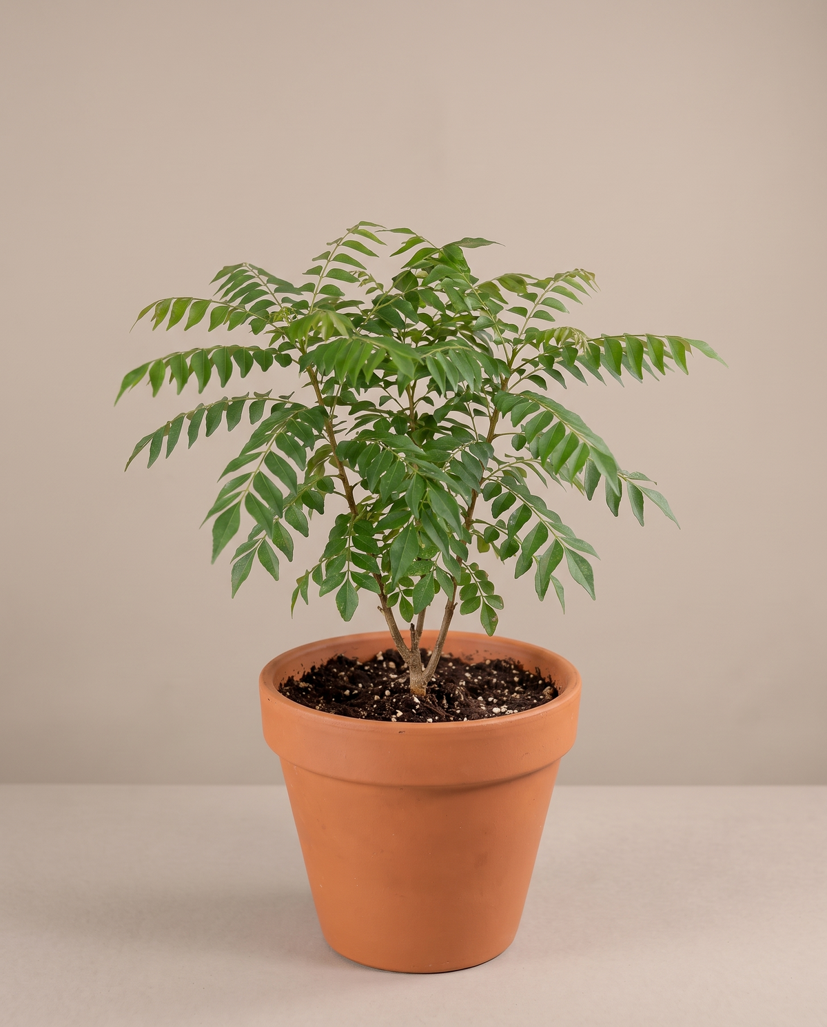 Curry leaf in a grow pot, front studio, Medium