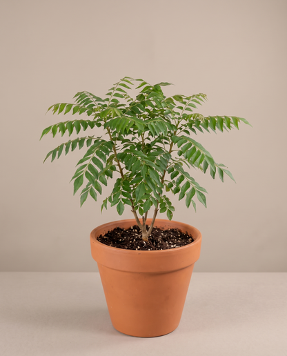 Curry leaf in a grow pot, front studio, Medium