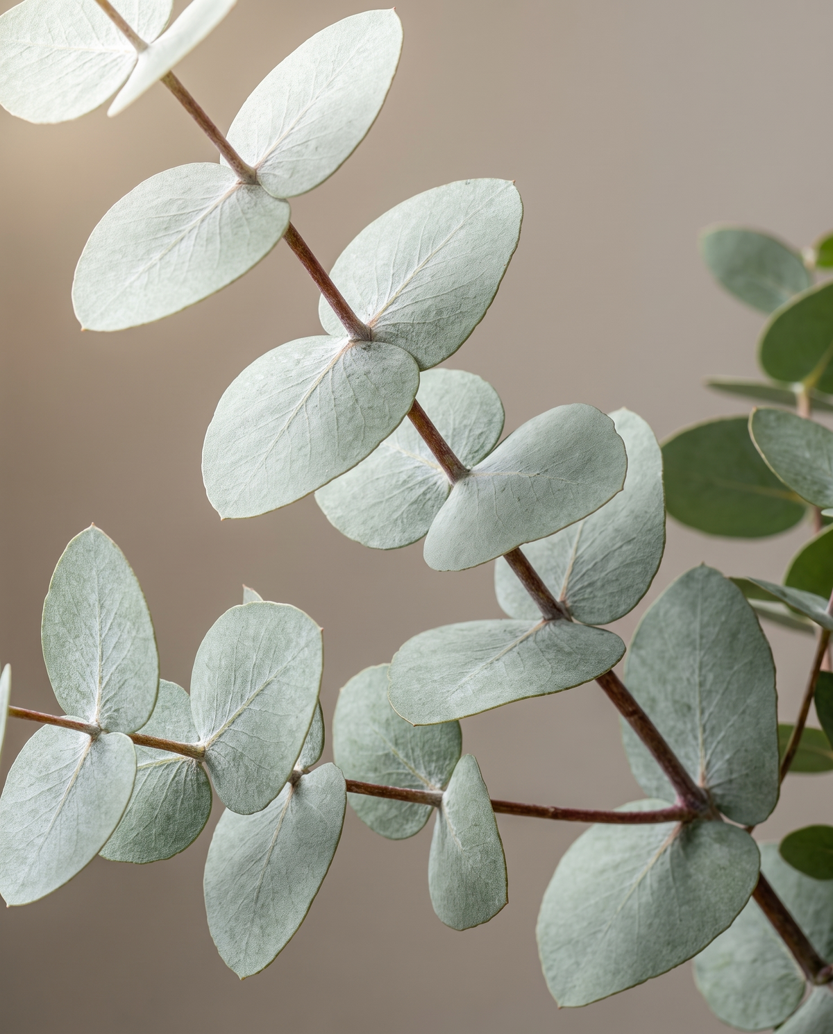Eucalyptus leaves, close-up