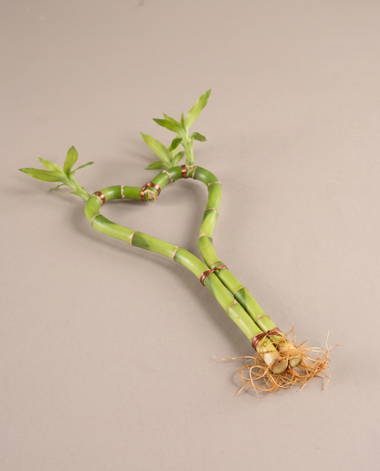 Lucky bamboo heart as it ships, no vase