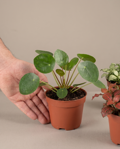 Pet-friendly houseplant in a grow pot, hand for scale