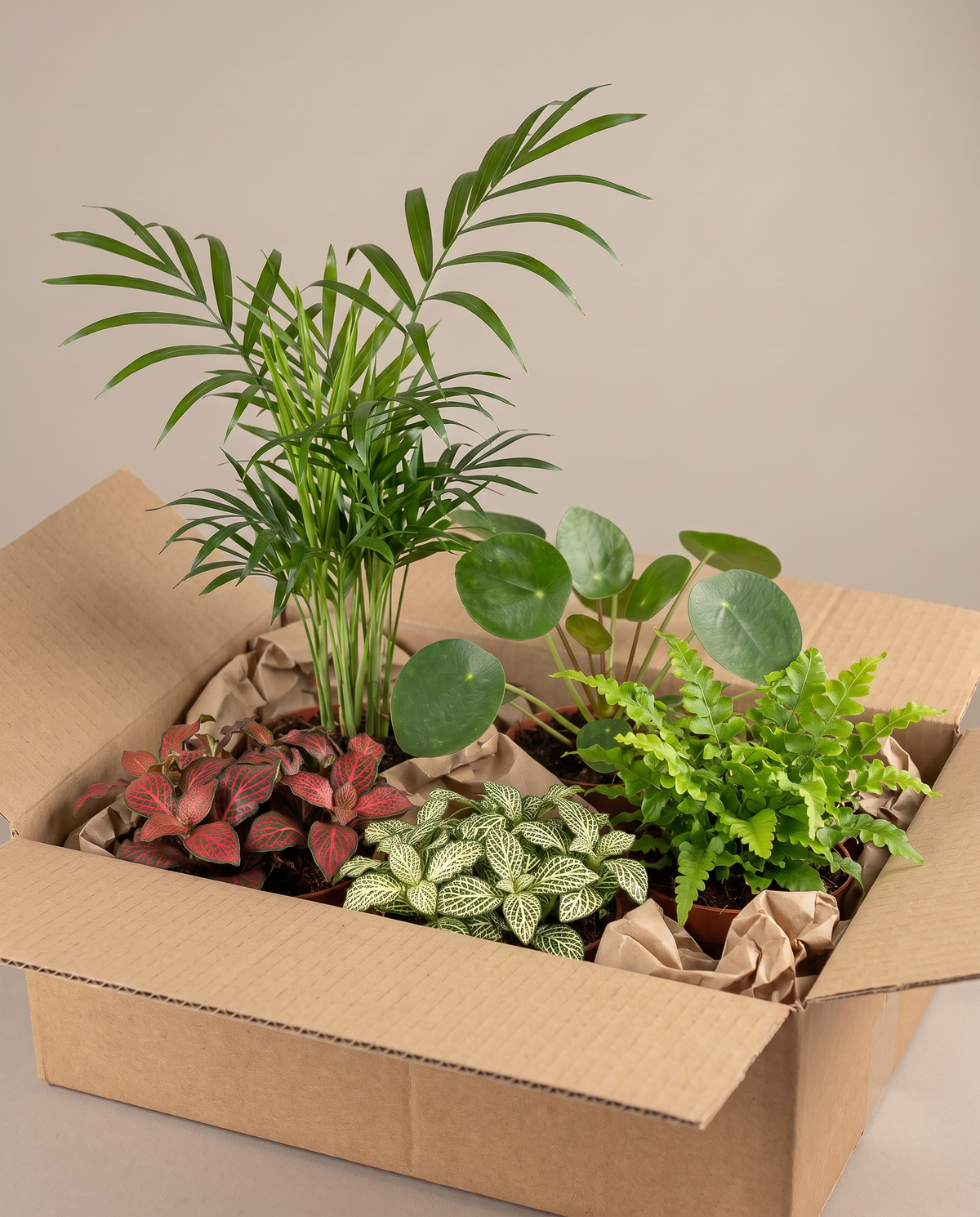 Pet-friendly houseplant 5-pack as it ships