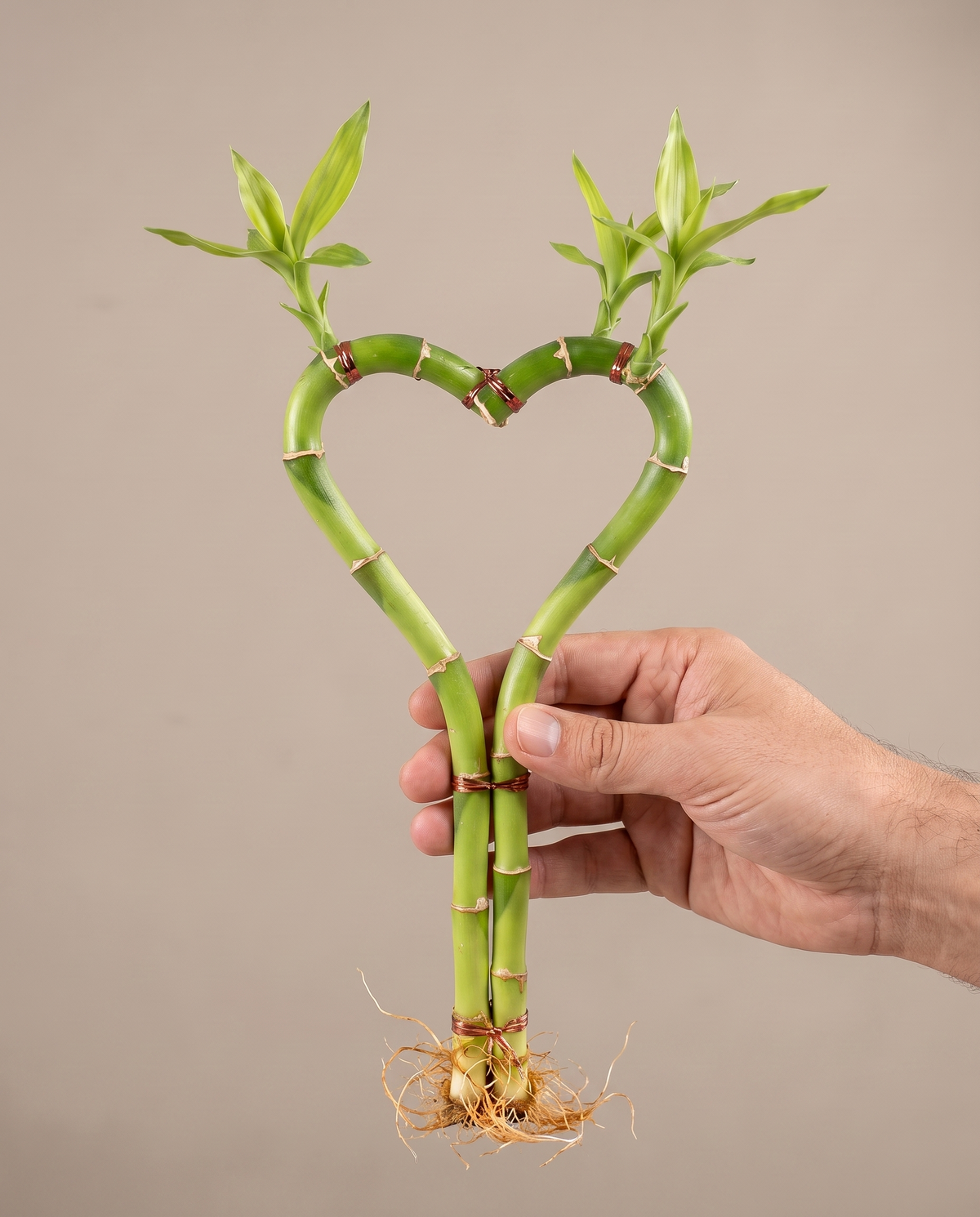 Lucky bamboo heart, hand for scale