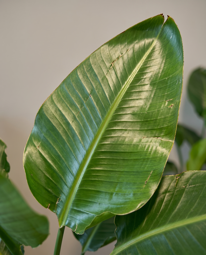 Bird of Paradise leaf, close-up