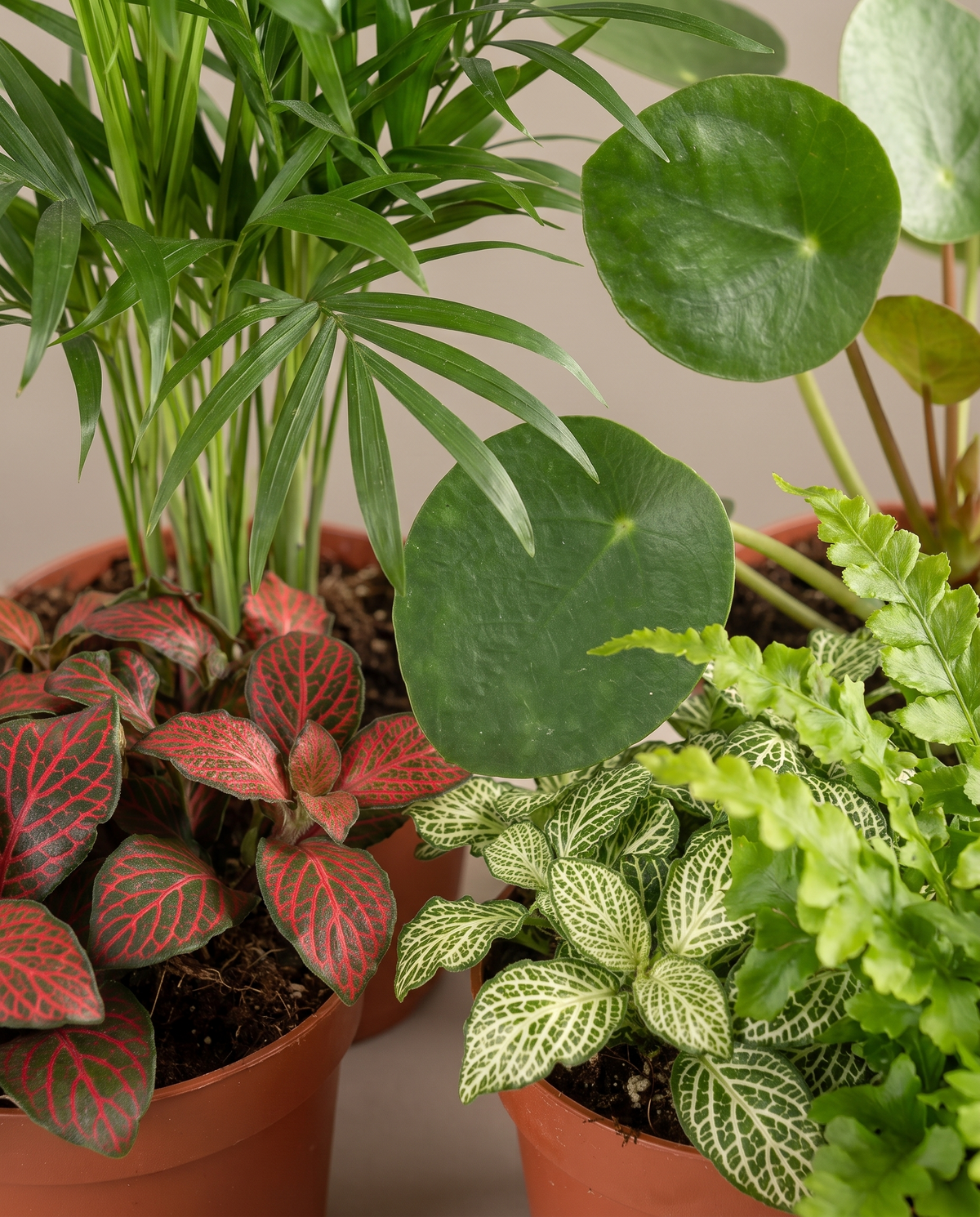 Pet-friendly houseplant mix, close-up