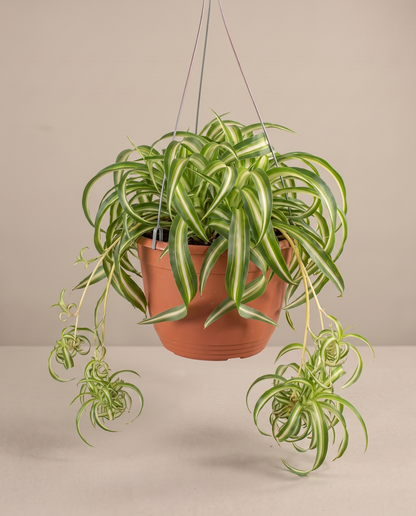 Spider plant in a hanging basket, front studio, Large