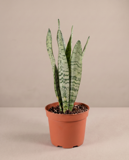 Snake plant in a grow pot, three-quarter, Small