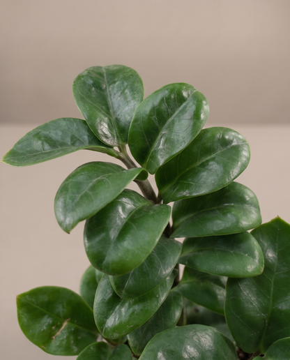 ZZ Zenzi leaves, close-up