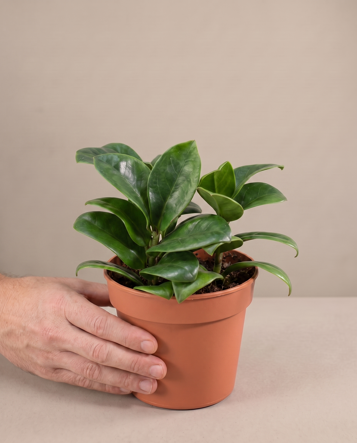 ZZ Zenzi in a grow pot, hand for scale