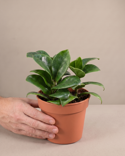 ZZ Zenzi in a grow pot, hand for scale