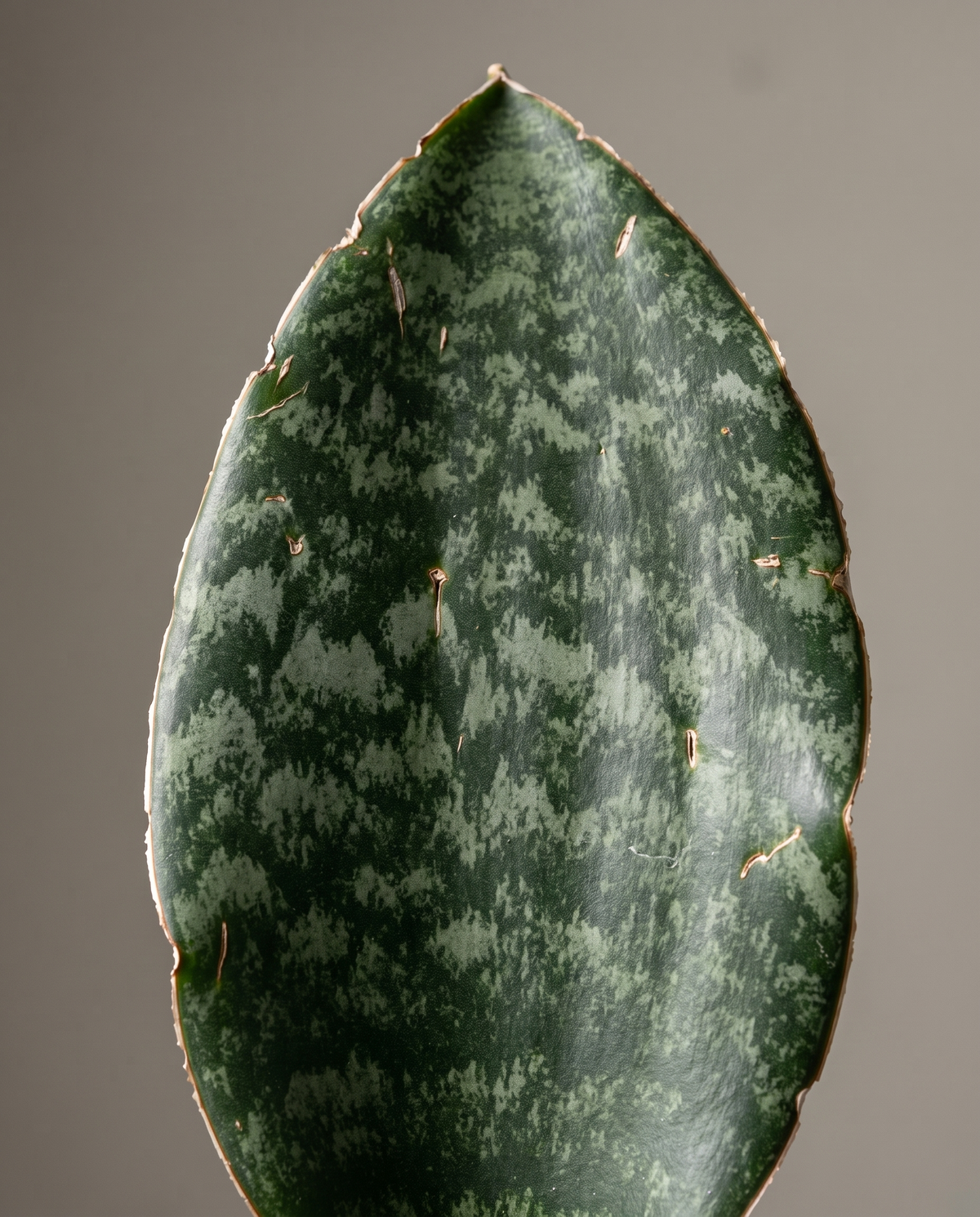 Whale Fin paddle leaf, close-up
