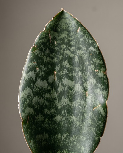 Whale Fin paddle leaf, close-up