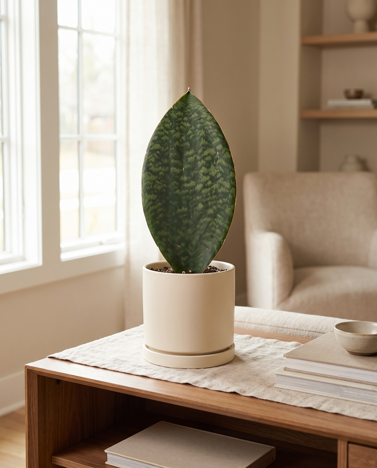 Whale Fin snake plant in a decorative ceramic, styled in a room