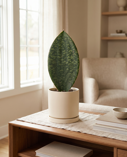 Whale Fin snake plant in a decorative ceramic, styled in a room