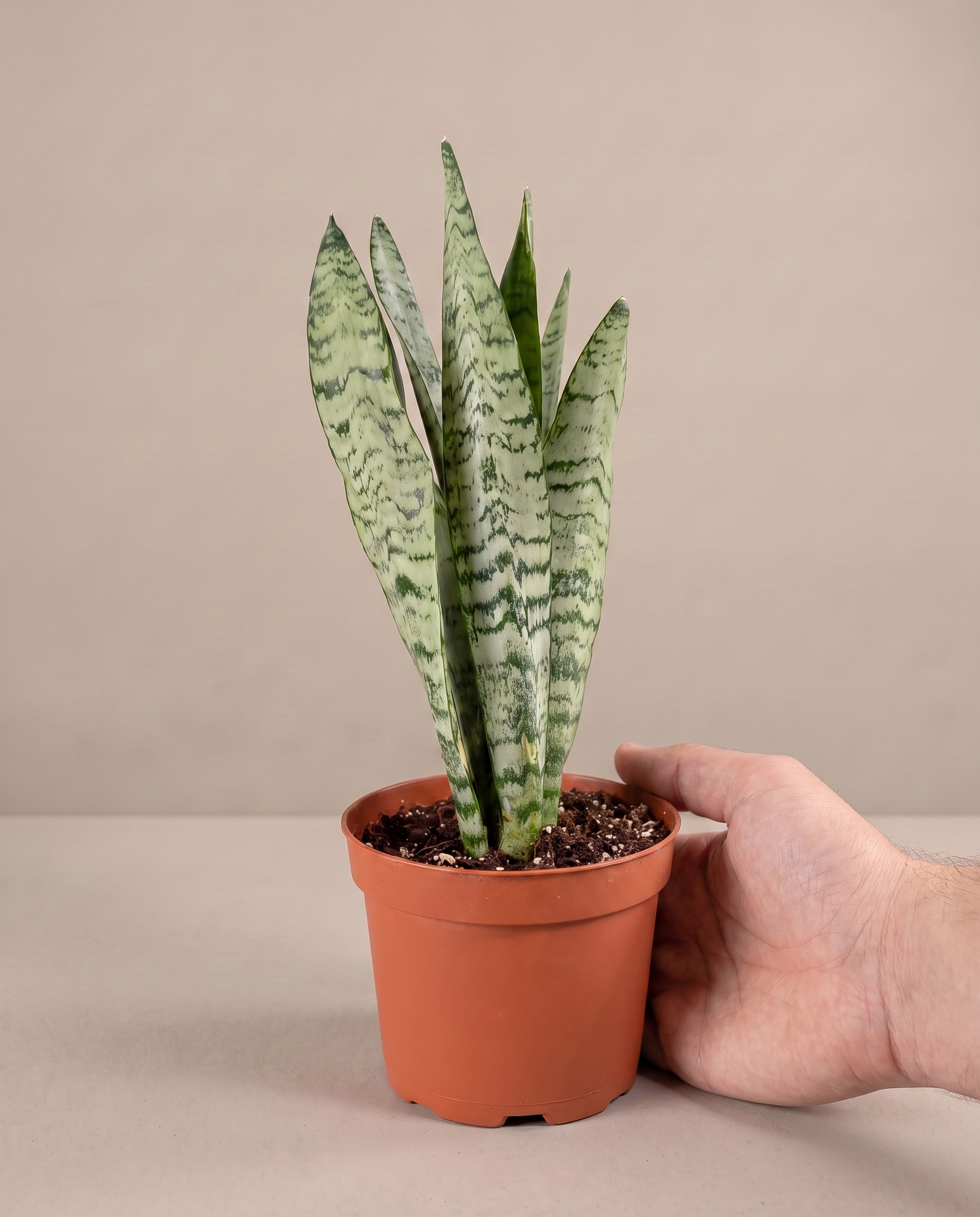 Snake plant in a grow pot, hand for scale, Small