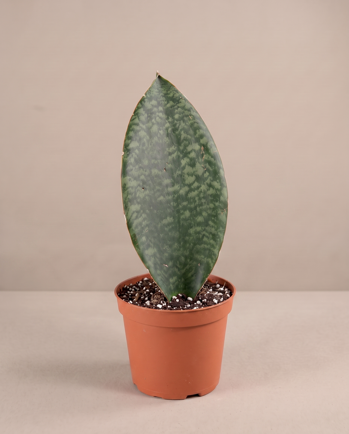 Whale Fin snake plant in a grow pot, three-quarter