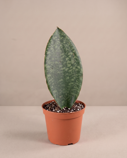 Whale Fin snake plant in a grow pot, three-quarter