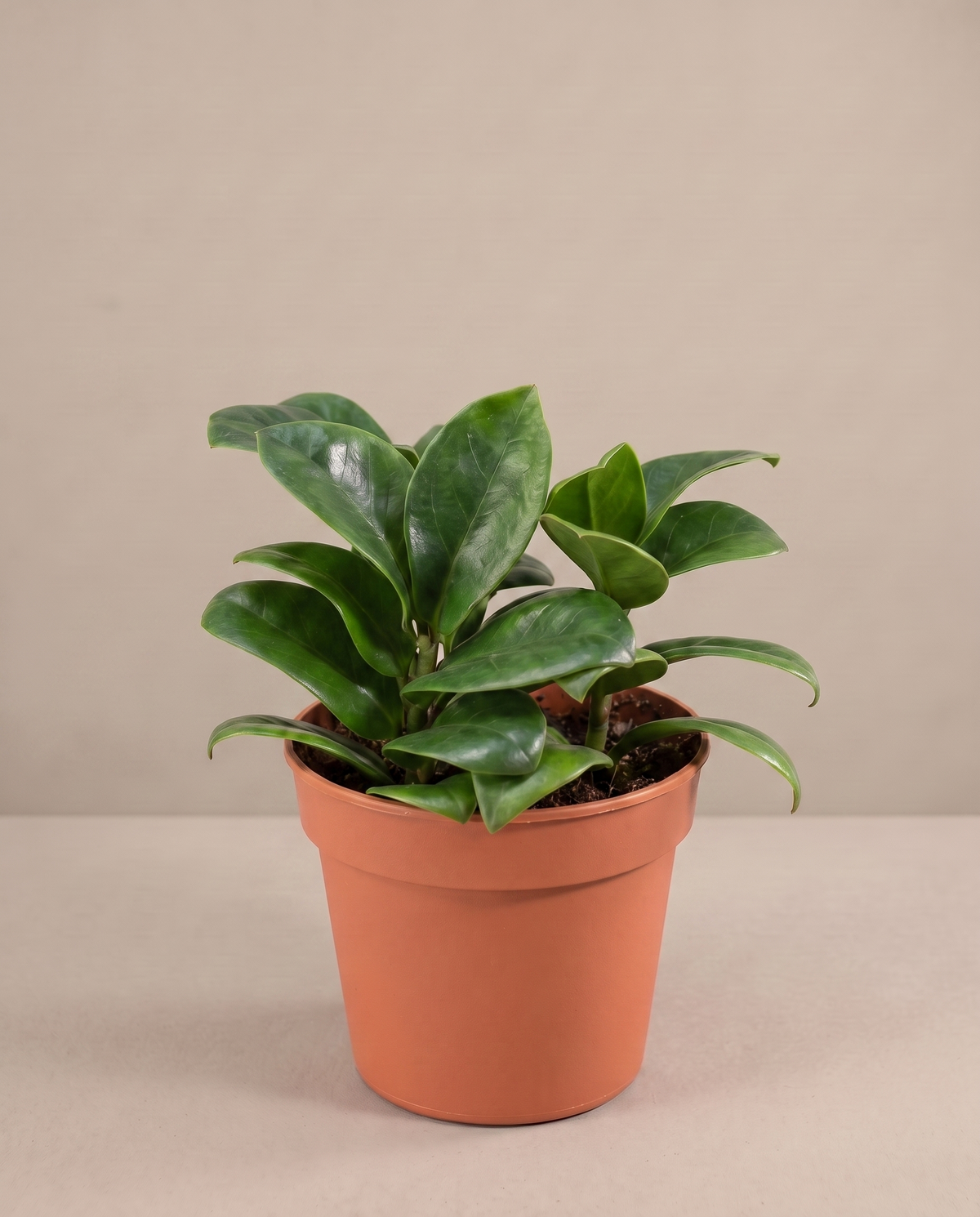 ZZ Zenzi in a grow pot, three-quarter