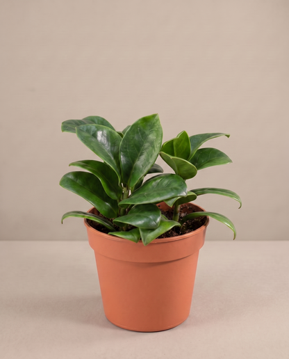 ZZ Zenzi in a grow pot, three-quarter
